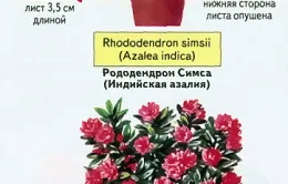 Azalea изсъхнала, за да запазите