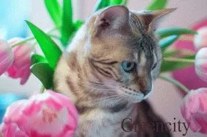 Бенгалия котка описание порода, снимки, цена, вид, видео, уеб сайт 