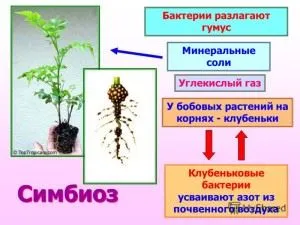 Симбиотични бактерии живеят в човешкото тяло, растения и животни