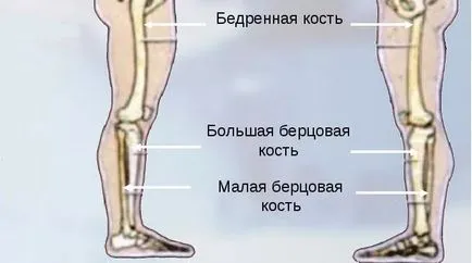 Пищяла, където лечението на фрактури на нея, техните видове