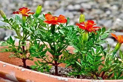 Marigold засаждане и грижи
