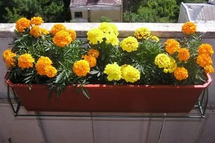 Marigold засаждане и грижи