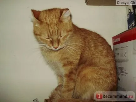 Расови котки и Метис - 
