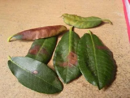 Azalea капки листа, какво да правят,
