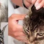 Заболявания на ушите при котки симптоми и лечение на снимки, признаци на заболяване на ухото при котки и котенца, kotizm