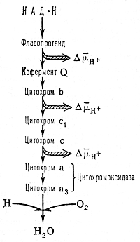 биология речника