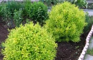 Ligustrum папрат, засаждане и грижи ligustrumom в лятната си къща (област) Ligustrum папрат, засаждане и грижи ligustrumom в лятната си вила