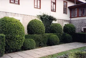Ligustrum папрат, засаждане и грижи ligustrumom в лятната си къща (засаждане) Ligustrum папрат, засаждане и грижи ligustrumom в лятната си вила