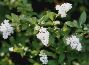 Ligustrum папрат, засаждане и грижи ligustrumom в лятната си къща (засаждане) Ligustrum папрат, засаждане и грижи ligustrumom в лятната си вила