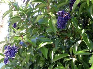 Ligustrum папрат, засаждане и грижи ligustrumom в лятната си къща (грижи) Ligustrum папрат, засаждане и грижи ligustrumom в лятната си вила