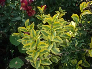 Ligustrum папрат, засаждане и грижи ligustrumom в лятната си къща (обикновен) Ligustrum папрат, засаждане и грижи ligustrumom в лятната си вила