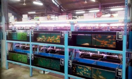 Бизнес за аквариумни риби отглеждане и продажба на риба аквариум