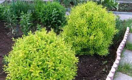 Privet засаждане и грижи, видове и разновидности, снимки