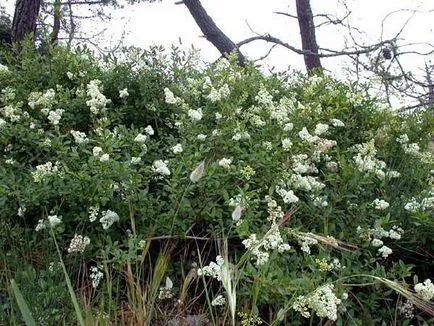 Ligustrum папрат засаждане и грижи