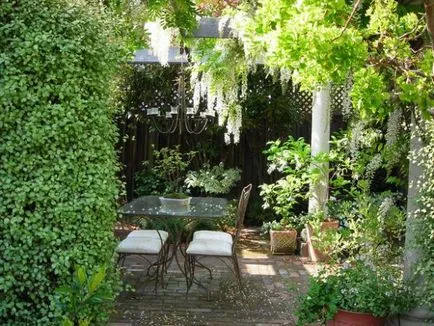 Ligustrum папрат засаждане и грижи