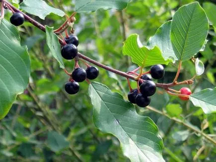 Ligustrum папрат засаждане и грижи