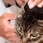 Заболявания на ушите при котки симптоми, признаци, лечение, профилактика, ветеринарна служба Владимир (уши) Заболявания на ушите при котки симптоми, знаци, лечение, профилактика и за ветеринарна служба Владимир