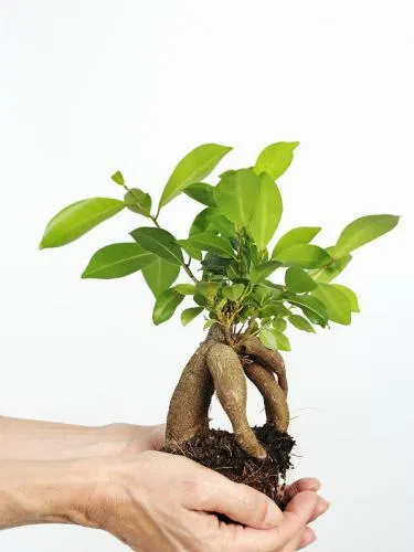 Bonsai Ficus Ginseng
