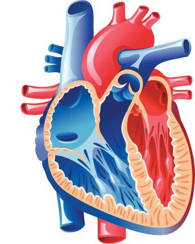 Голяма и малка циркулация верига