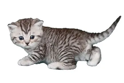Котета Whiskas