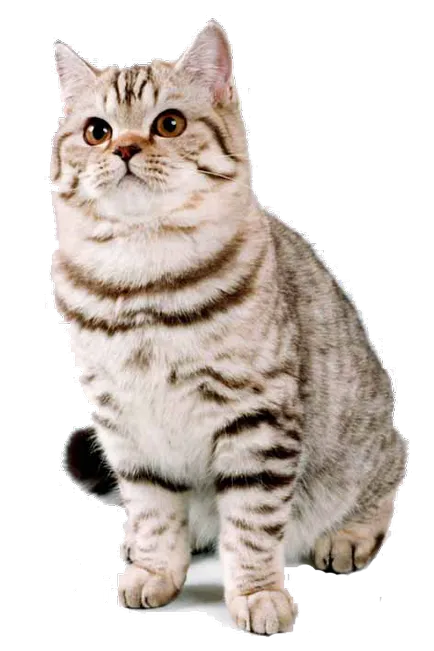 Котета Whiskas