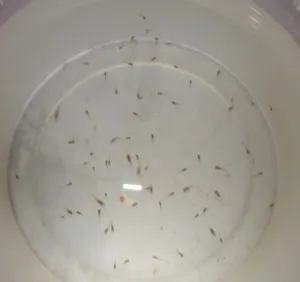 Какво да се хранят за пържене гупи, златни рибки вкъщи