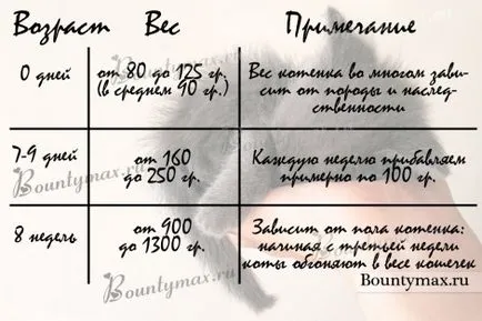 Какво да се хранят коте