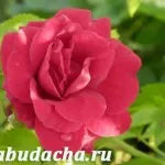 Aster от храната, давайки
