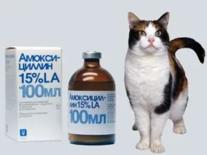 Амоксицилин за метод котки на приложение, справки и дозата (котки) Амоксицилин за метод котки на приложение, дозировката и мнения
