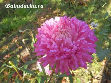 Aster от храната, давайки