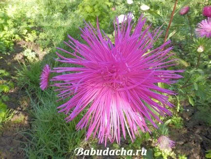Aster от храната, давайки