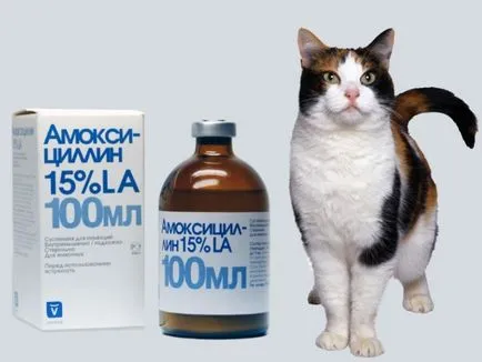Амоксицилин за котки Инструкции за употреба, Коментари (инструкция) Амоксицилин за котки Инструкции за употреба, ревюта