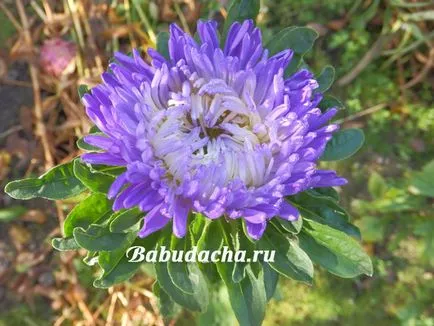 Aster от храната, давайки