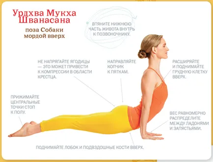 Асана urdhva мукха shvanasana