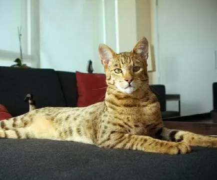 Ъшър - котка, която няма