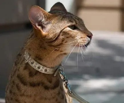Ъшър - котка, която няма