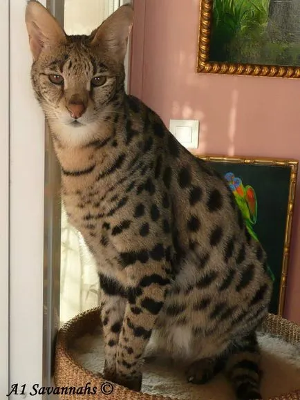 Ъшър - котка, която няма