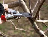 Захранващата слива пролетта - основните елементи на тор