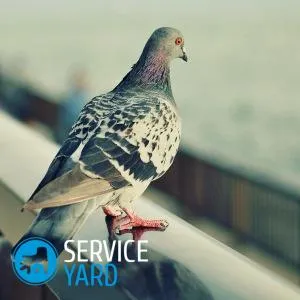 Отровата гълъби, serviceyard-удобно от дома си на една ръка разстояние (гълъбите с ръцете си) Отровата гълъби, serviceyard-удобно от дома си на една ръка разстояние