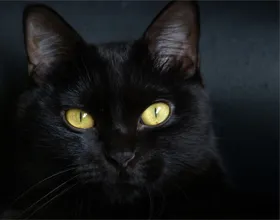черна котка