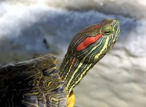 Turtle у дома - консултация с ветеринарен лекар