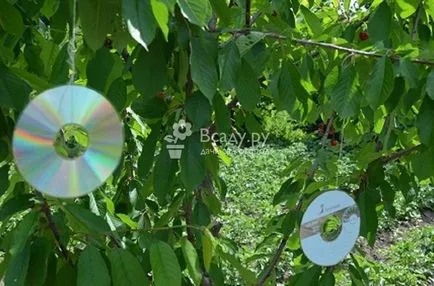 Чери - засаждане и грижи за поливане, плевене, подрязване
