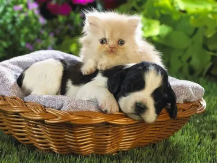 През призмата на красиви снимки на котенца и кученца заедно (котенца кученца заедно) През призмата на красиви снимки на котенца и кученца заедно