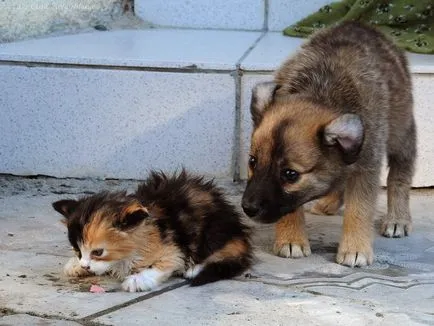 През призмата на красиви снимки на котенца и кученца заедно (котенца) През призмата на красиви снимки на котенца и кученца заедно