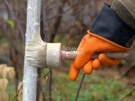 Чери - засаждане и грижи за поливане, плевене, подрязване