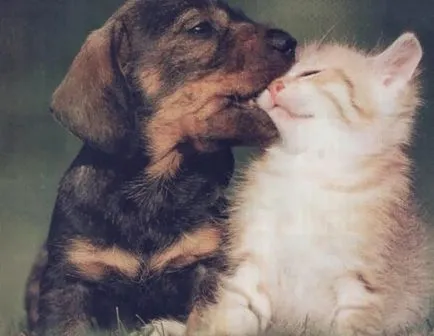 През призмата на красиви снимки на котенца и кученца заедно (котенца кученца заедно) През призмата на красиви снимки на котенца и кученца заедно