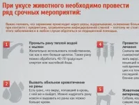 Какво да правите, ако сте ухапан от куче, бележки и инструкции, въпроси и отговори, аргументи и факти (болести по животните) Какво да правите, ако сте ухапан от куче, бележки и инструкции, въпроси и отговори, аргументи и факти