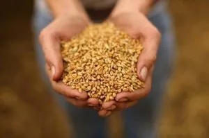 Какво трябва да знаете преди бране на зимна пшеница