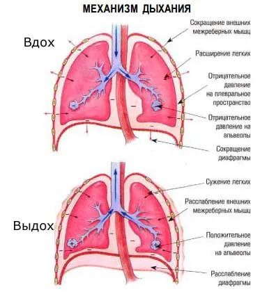 Какви са правата на ириса