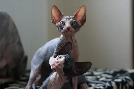 Какво е Furminators за котки
